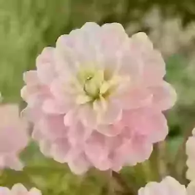 Brackenridge Ballerina